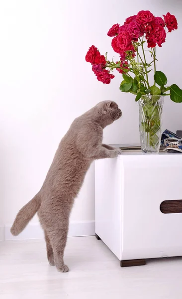 Gato Británico Gris Cerca Las Flores Casa — Foto de Stock