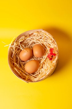 renkli arka planda bir yuvada tavuk yumurtası