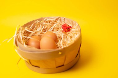 renkli arka planda bir yuvada tavuk yumurtası