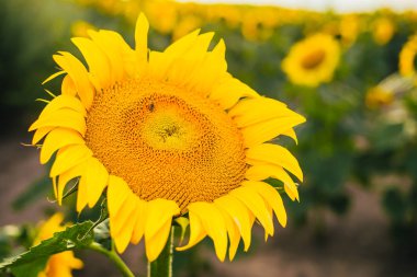 Arılar ayçiçeği çiçekleri üzerinde nektar toplamak