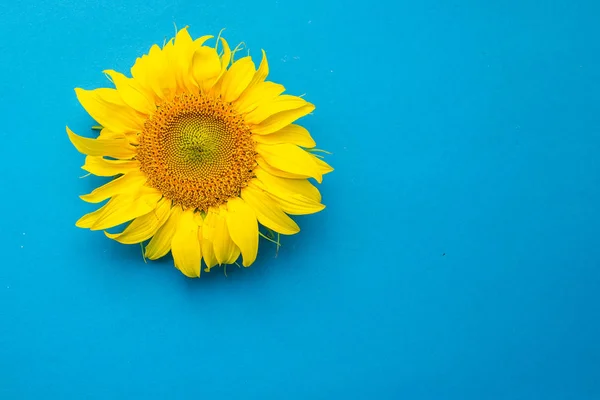 sunflower, minimal concept yellow flower on bright background