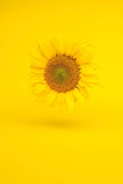sunflower, minimal concept yellow flower on bright background