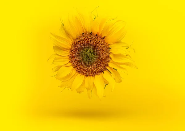 Girasol Concepto Mínimo Flor Amarilla Sobre Fondo Brillante —  Fotos de Stock