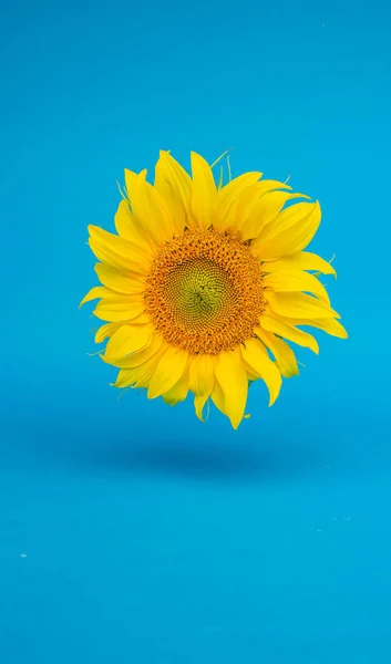 sunflower, minimal concept yellow flower on bright background