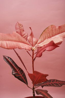 Pembe arka plan üzerinde tencerede Ev bitki