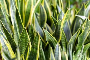 Sansevieria yeşil yaprakları, yakın