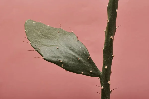 Casa Planta Pote Sobre Fundo Rosa — Fotografia de Stock