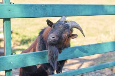 Çiftlikte kahverengi boğa