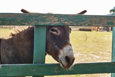 Bir eşek çitin üzerinden bakar..