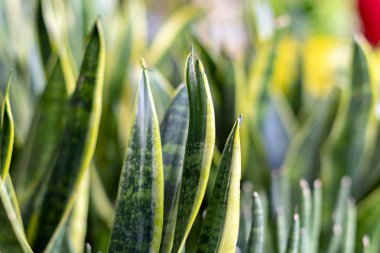 Sansevieria yeşil yaprakları, yakın