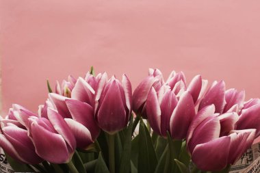 Menekşe lale buketi, yakın çekim