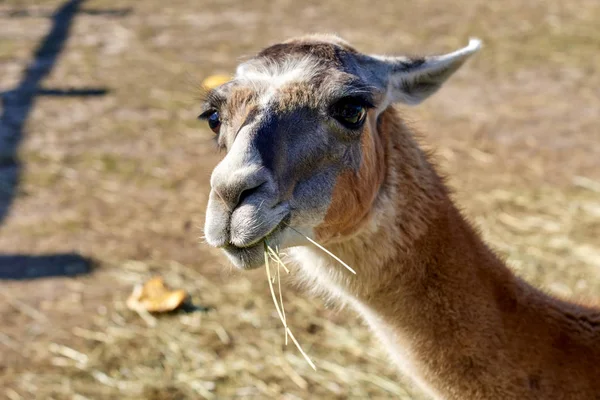 Porträtt Lama Zoo — Stockfoto