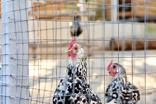 Schöne Hühner Käfig — Stockfoto