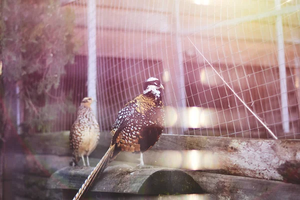 Beautiful golden pheasant ,feather Golden pheasant, Red golden pheasant, Chinese pheasant