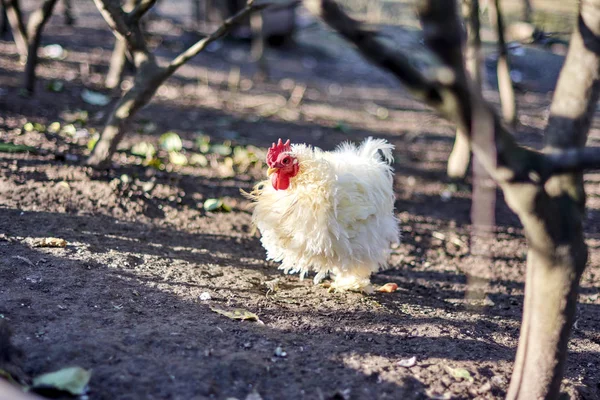 Schöne Weiße Henne Käfig — Stockfoto