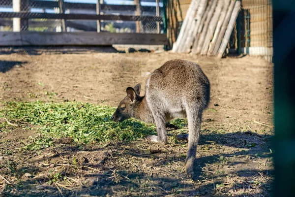 Kanguru Hayvanat Bahçesinde — Stok fotoğraf