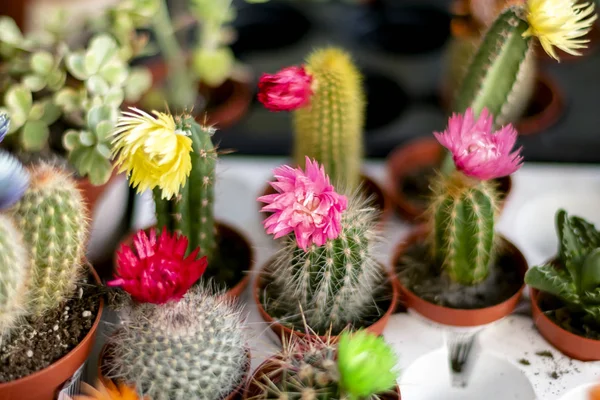 küçük güzel kaktüsler tencere