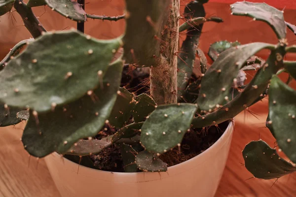 Hus Plante Potten Den Lyserøde Baggrund - Stock-foto