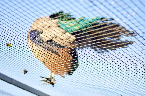 Een Blauwe Peafuil Zit Een Kooi Onscherpe Achtergrond — Stockfoto