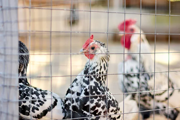 Schöne Hühner Käfig — Stockfoto
