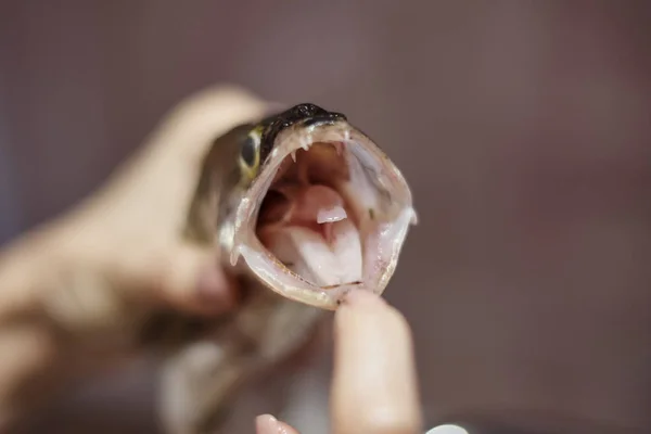 Manusia Memegang Ikan Dengan Mulut Terbuka — Stok Foto