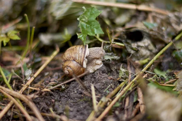 蜗牛坐在草地上 — 图库照片