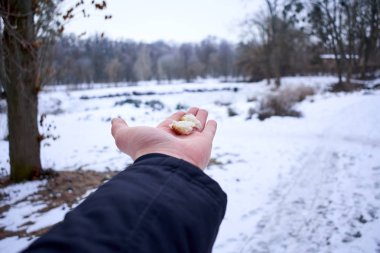 Kışın kuşların beslenme