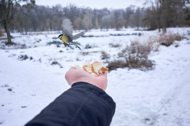 bir eli yemek güzel sarı tomtit