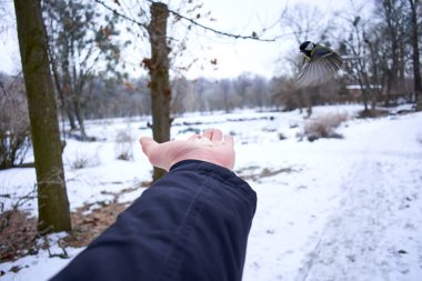 Kışın kuşların beslenme