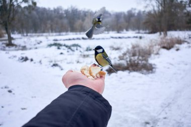 bir eli yemek güzel sarı tomtit