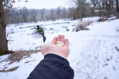 bir eli yemek güzel sarı tomtit