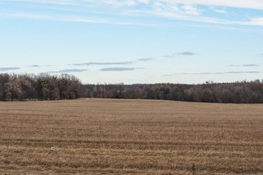 Sonbahar tarlası. Batı Sibirya.