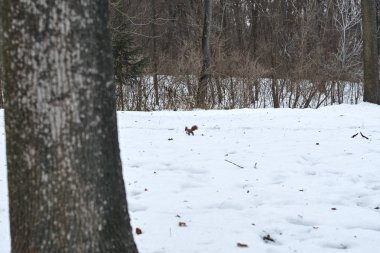 Karlı parkta sevimli küçük kırmızı avrasya sincap
