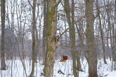 Bir ağacın dallarında kırmızı sincap fındık yiyor
