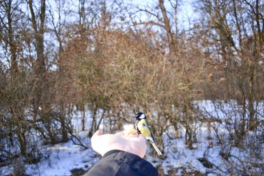 bir eli yemek güzel sarı tomtit