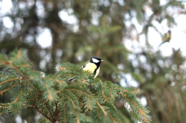 parkta dalları üzerinde küçük kuş