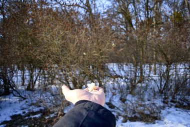 bir eli yemek güzel sarı tomtit