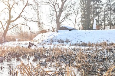 Kış gölde yaban ördekleri