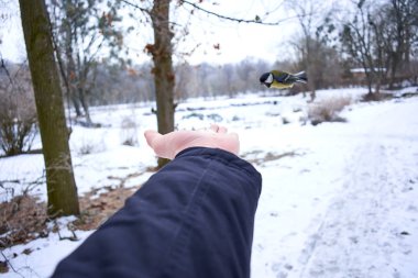 Kışın kuşların beslenme