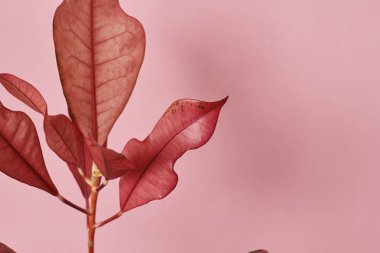 pembe arka plan üzerinde sonbahar yaprakları