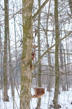 Bir ağacın dallarında kırmızı sincap fındık yiyor
