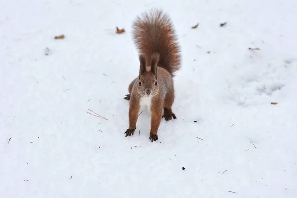 Niedliche Rote Eichhörnchen Auf Dem Schnee Winter — Stockfoto