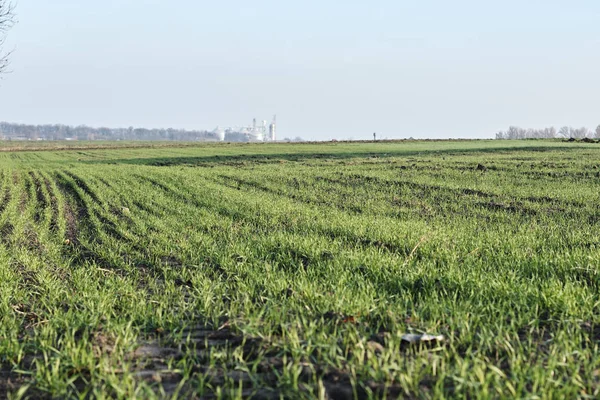 yeşil çimenler tarlada