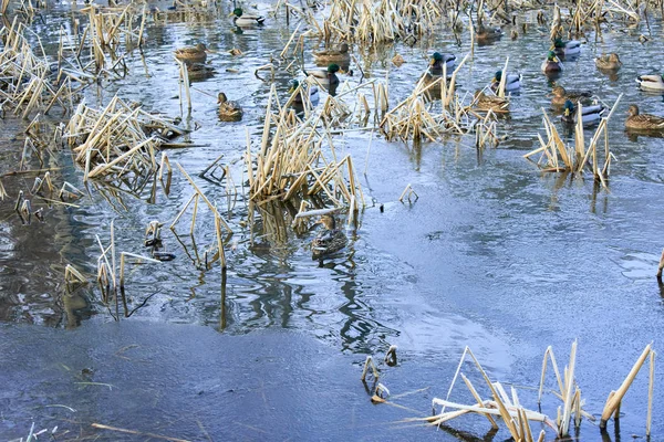 Wild Ducks Winter Lake — Stock Photo, Image