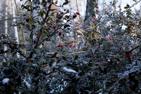 Baies Congelées Sur Les Branches Dans Forêt — Photo