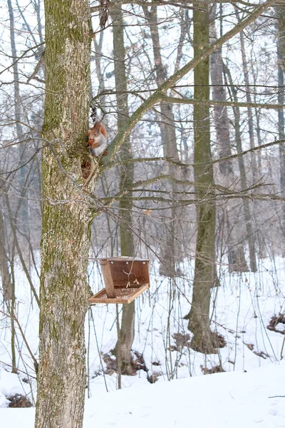Rudá Veverka Větvích Stromu Žírá Ořechy — Stock fotografie
