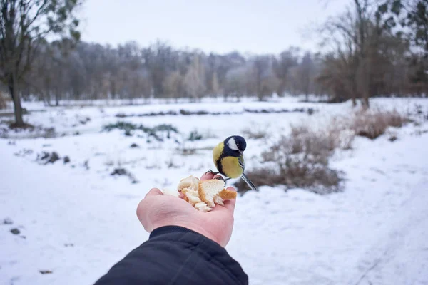 Beautiful Yellow Tomtit Eating Hand — Stock Photo, Image