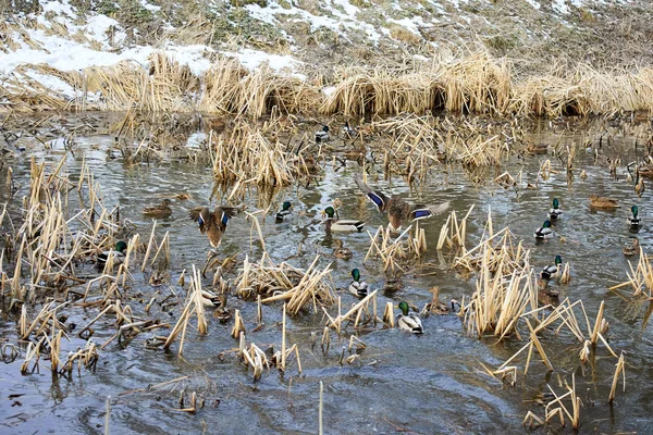 冬湖中的野鸭 — 图库照片