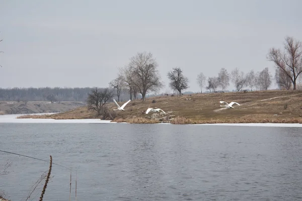 Cisnes Selvagens Lago — Fotografia de Stock