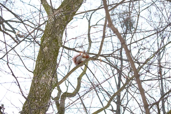 Rotes Eichhörnchen Auf Den Ästen Eines Baumes Frisst Nüsse — Stockfoto